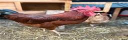 Chickens poultry for sale: Cockerels for rehoming  in Dudley - Advert 2