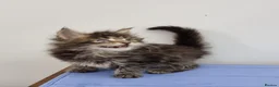 Maine Coon cats for sale: GCCF registered pedigree Maine Coon Kittens  - Advert 34