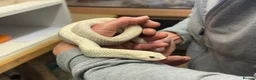 Snake reptiles for sale: Ten x Hog Nose Snakes Various Colour Morphs  in Swaffham - Advert 3