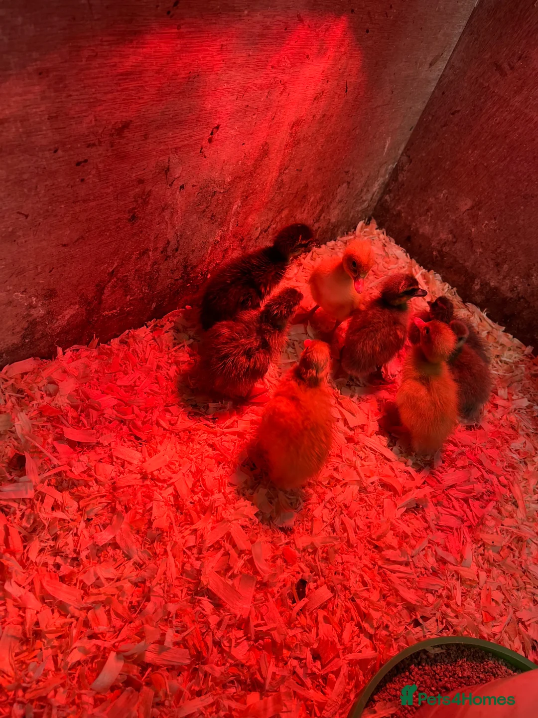 Ducks poultry for sale: Indian runner ducks for sale  - Advert 2