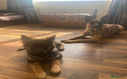 Mixed Breed dogs for sale: MAL-Sations - Advert 3