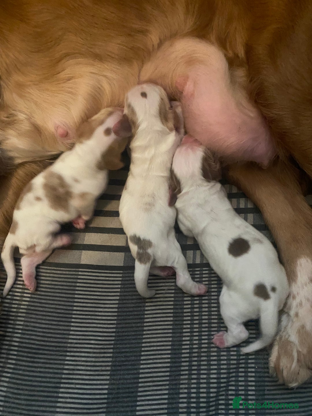 Cocker Spaniel dogs for sale: ‘Show Type’ Cocker Spaniel Puppies. KC Registered. - Advert 9