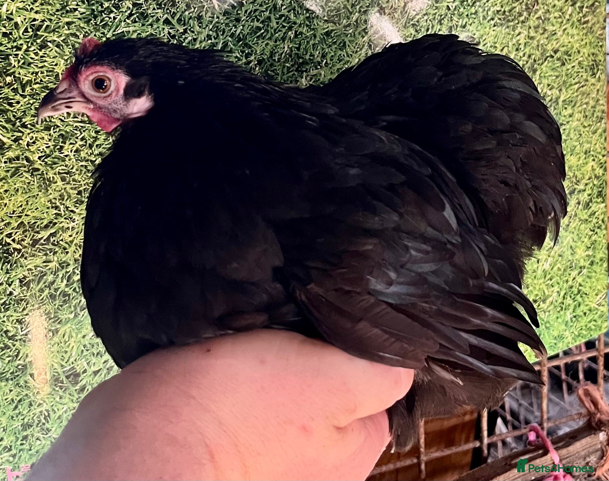 Chickens poultry 10 pekin hens looking for homes  - Advert 8