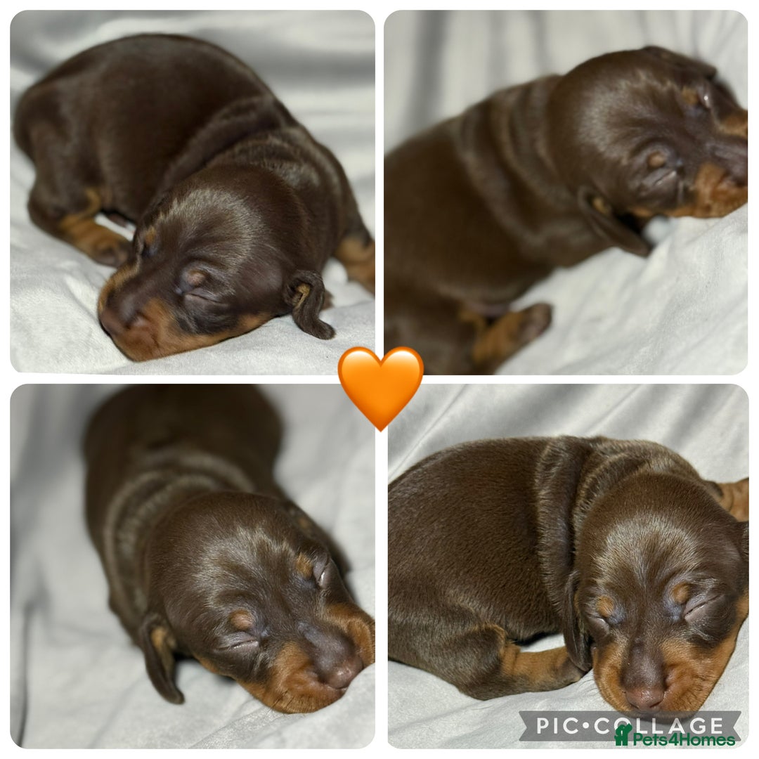 Miniature Dachshund dogs for sale: Miniature Daschund 1 Boy 1 Girl Available - Image 5