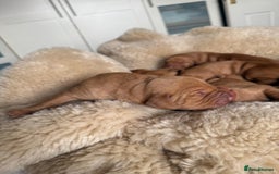 Hungarian Vizsla dogs for sale:  Adorable Vizsla Puppies for Sale🐶😍❤️ - Image 16