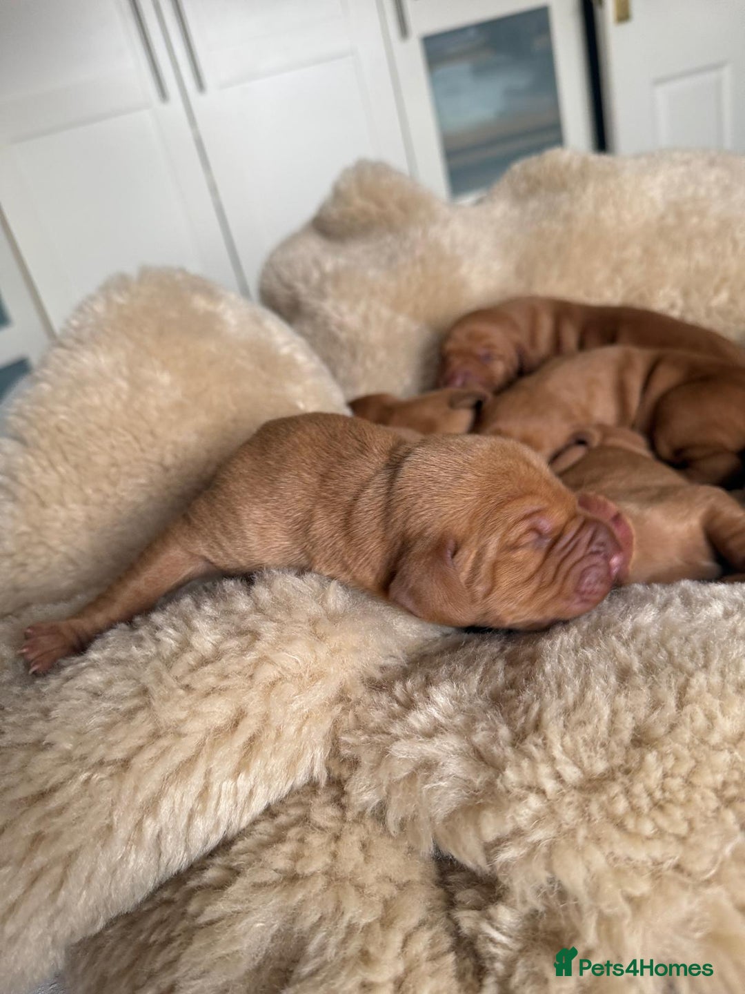 Hungarian Vizsla dogs for sale:  Adorable Vizsla Puppies for Sale🐶😍❤️ - Image 16