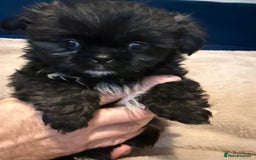 Mixed Breed dogs for sale: Shiranian boy puppies ready now  - Image 12