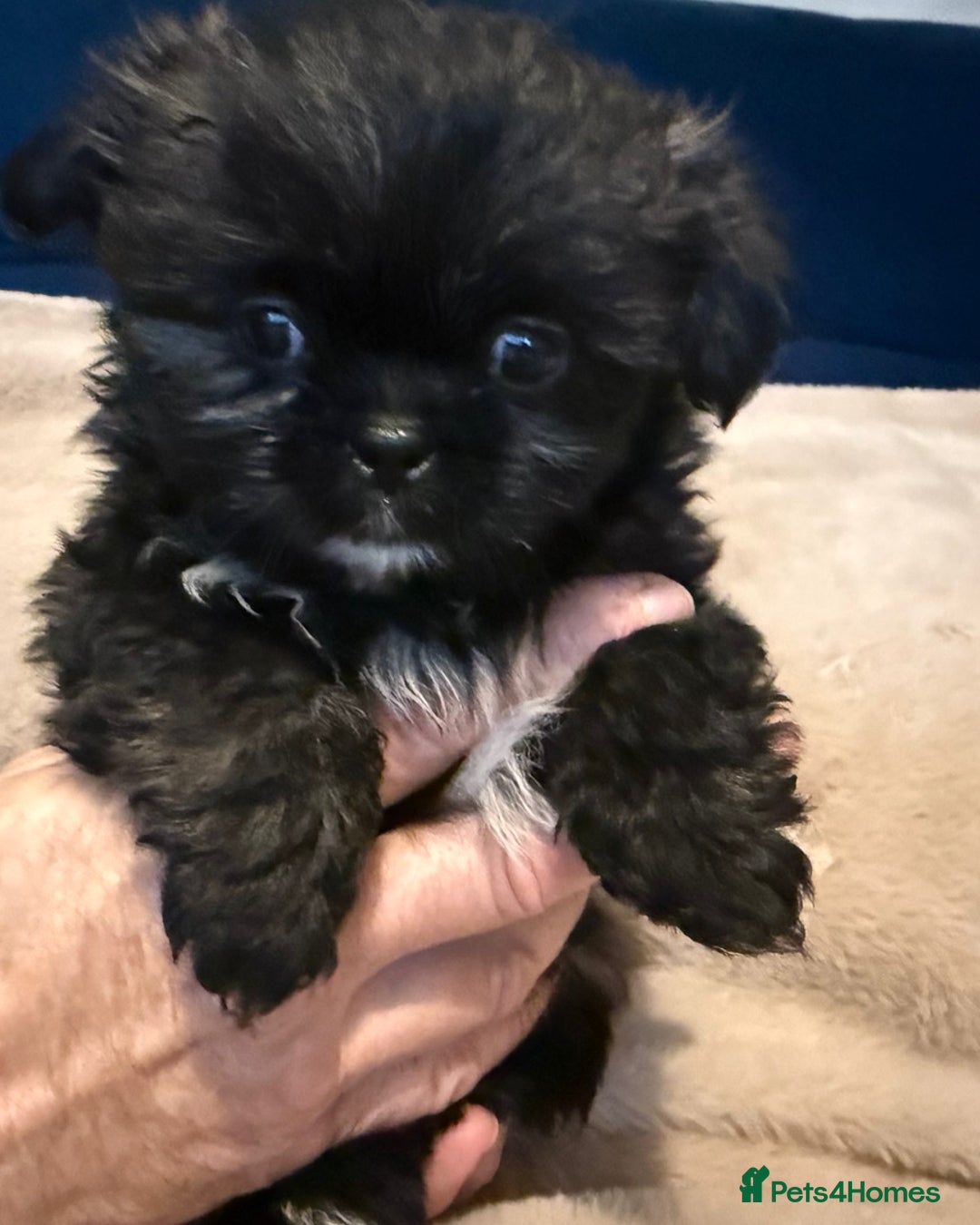 Mixed Breed dogs for sale: Shiranian boy puppies ready now  - Image 12