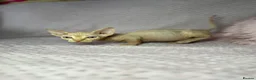 Sphynx cats for sale: Canadian bambino Sphynx kittens  - Advert 35