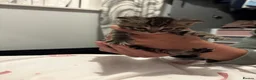 American Wirehair cats for sale: Cuties  in Mitcham - Advert 9