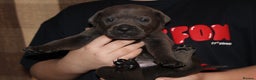 Cane Corso dogs for sale: Cane Corso Puppies from Exceptional Bloodlines, - Advert 29
