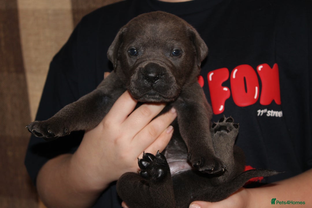 Cane Corso dogs for sale: Cane Corso Puppies from Exceptional Bloodlines, - Advert 29