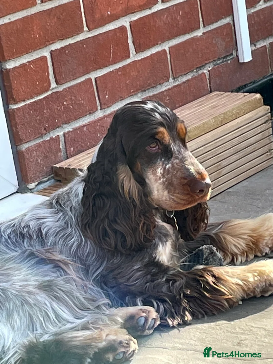 Cocker Spaniel dogs for stud: KC REG SHOW COCKER SPANIEL STUD in Gosport - Advert 3