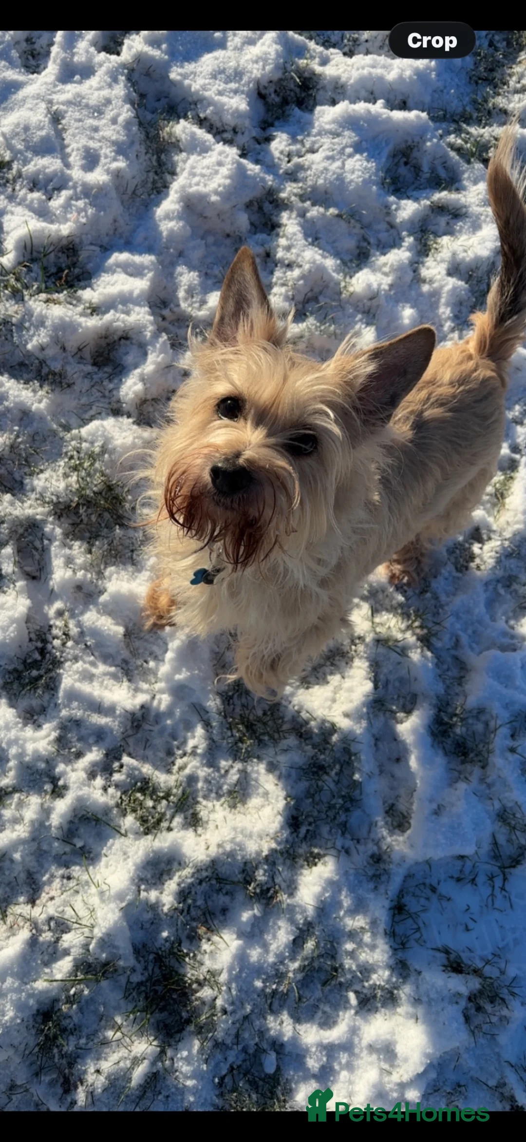Cairn Terrier dogs for sale: Cairn Terrier male  in Lincoln - Advert 4
