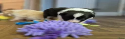 Border Collie dogs for sale: Exceptional, health tested, KC registered puppies - Advert 14