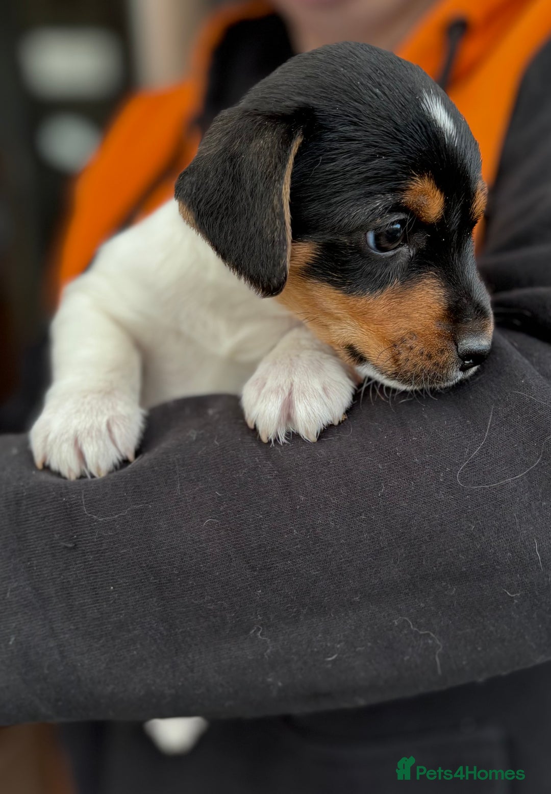Jack Russell dogs for sale: Jack Russell puppies  - Advert 4