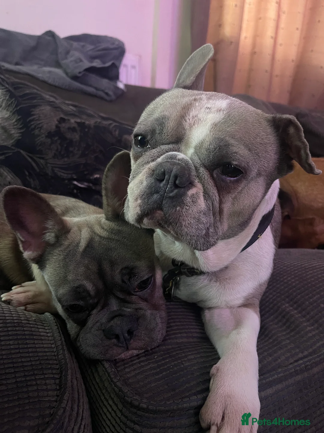 French Bulldog dogs for sale: French bulldog - Advert 5