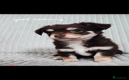 Chihuahua dogs for sale: Chocolate & White Long-Haired Chihuahua– Ready Now - Image 8
