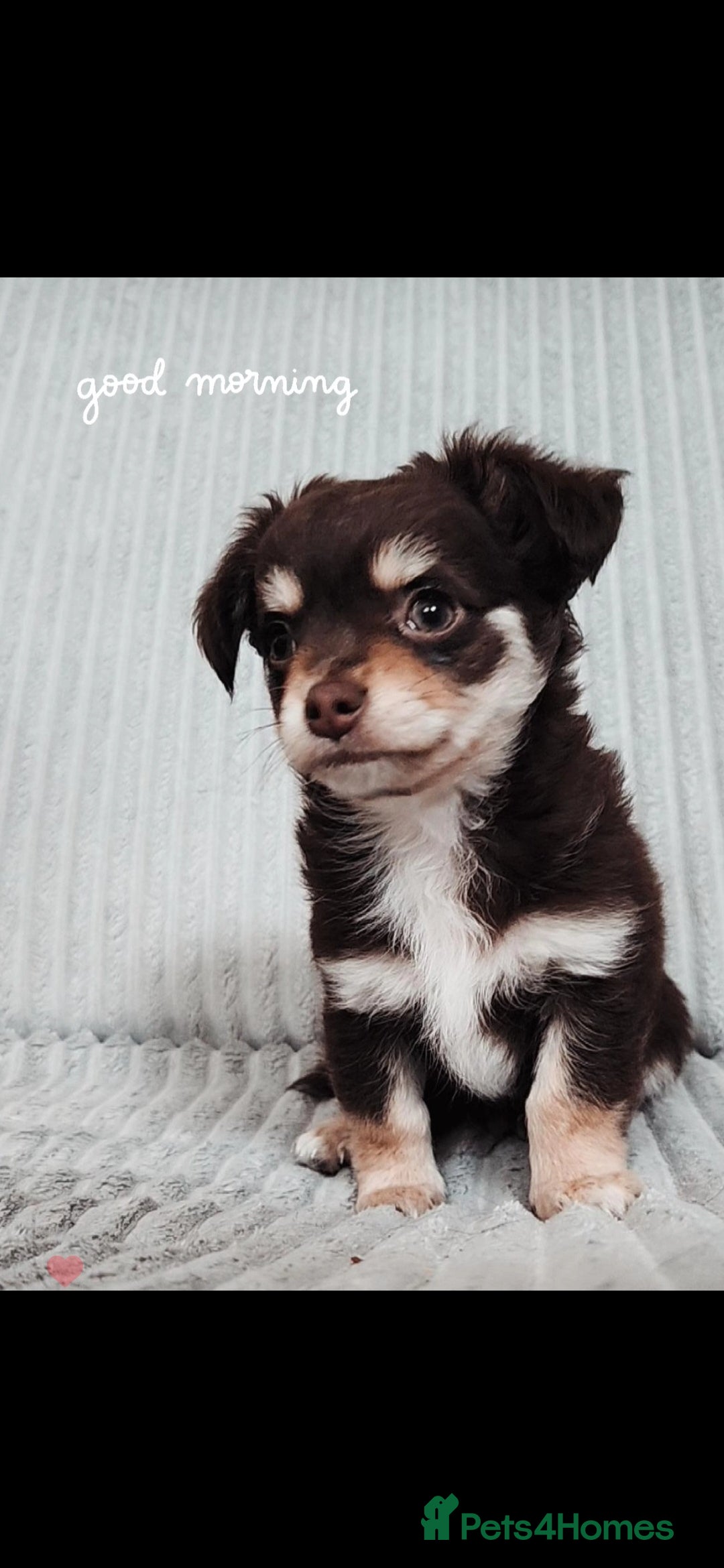 Chihuahua dogs for sale: Chocolate & White Long-Haired Chihuahua– Ready Now - Image 8