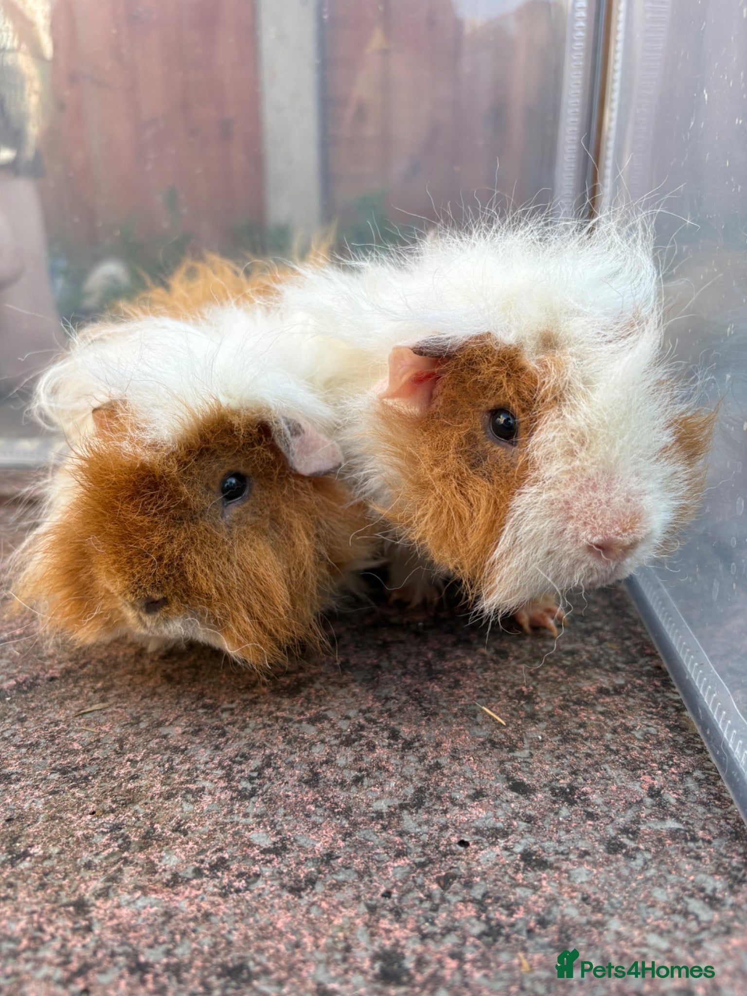 Guinea Pig rodents Bonded Male Guinea Pigs - Advert 1