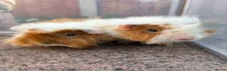 Guinea Pig rodents for sale: Bonded Male Guinea Pigs in Warrington - Advert 1