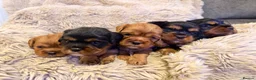 Cavalier King Charles Spaniel dogs for sale: 5 Beautiful Cavalier Puppies  in Stockport - Advert 2