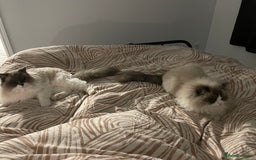 Ragdoll cats for sale: Brother Sister Ragdolls for Rehoming  - Image 18