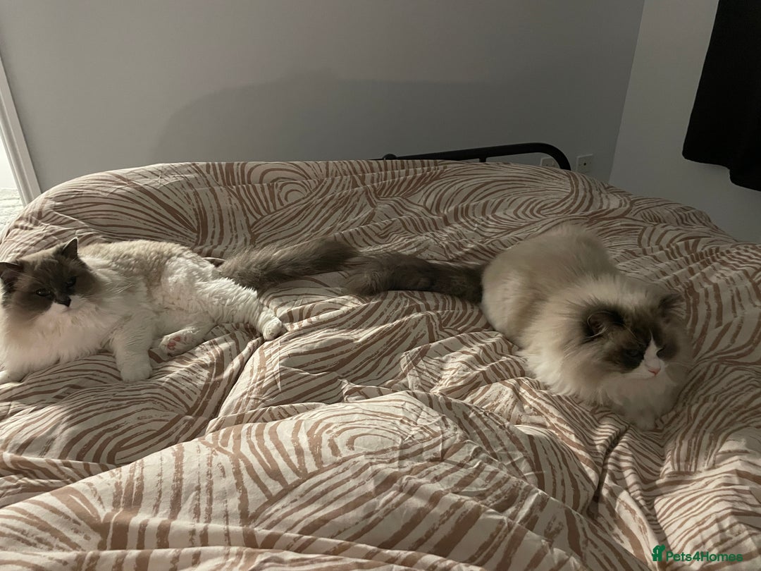 Ragdoll cats for sale: Brother Sister Ragdolls for Rehoming  - Image 18