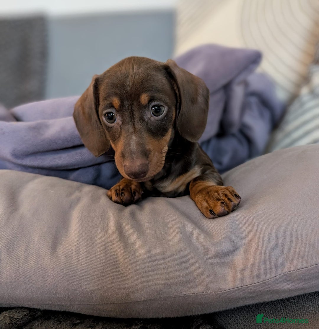 Dachshund dogs for sale: Mini choco dachshund - Image 6