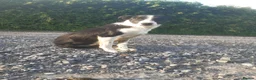 Border Collie dogs for sale: Border Collie pups for sale in Carmarthen - Advert 11