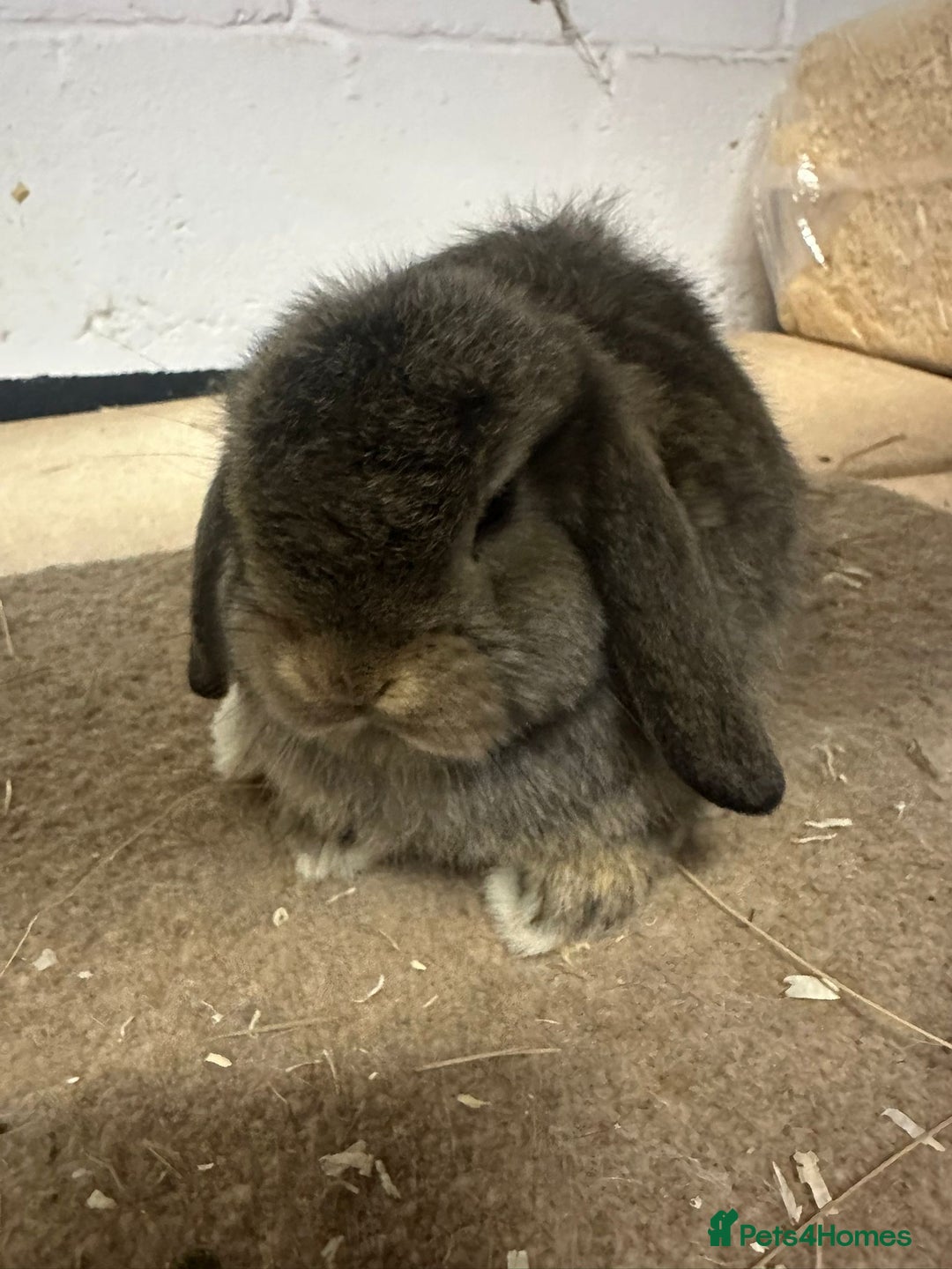 Dwarf Lop rabbits for sale: Drawf lop babies for sale - Advert 2