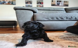 Mixed Breed dogs for sale: 5 Beautiful cocker poochon puppies for sale 😍 - Image 7