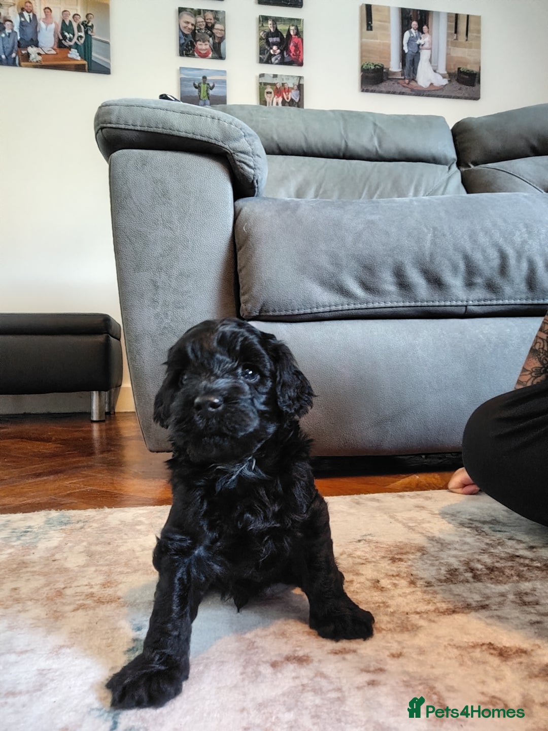 Mixed Breed dogs for sale: 5 Beautiful cocker poochon puppies for sale 😍 - Image 7