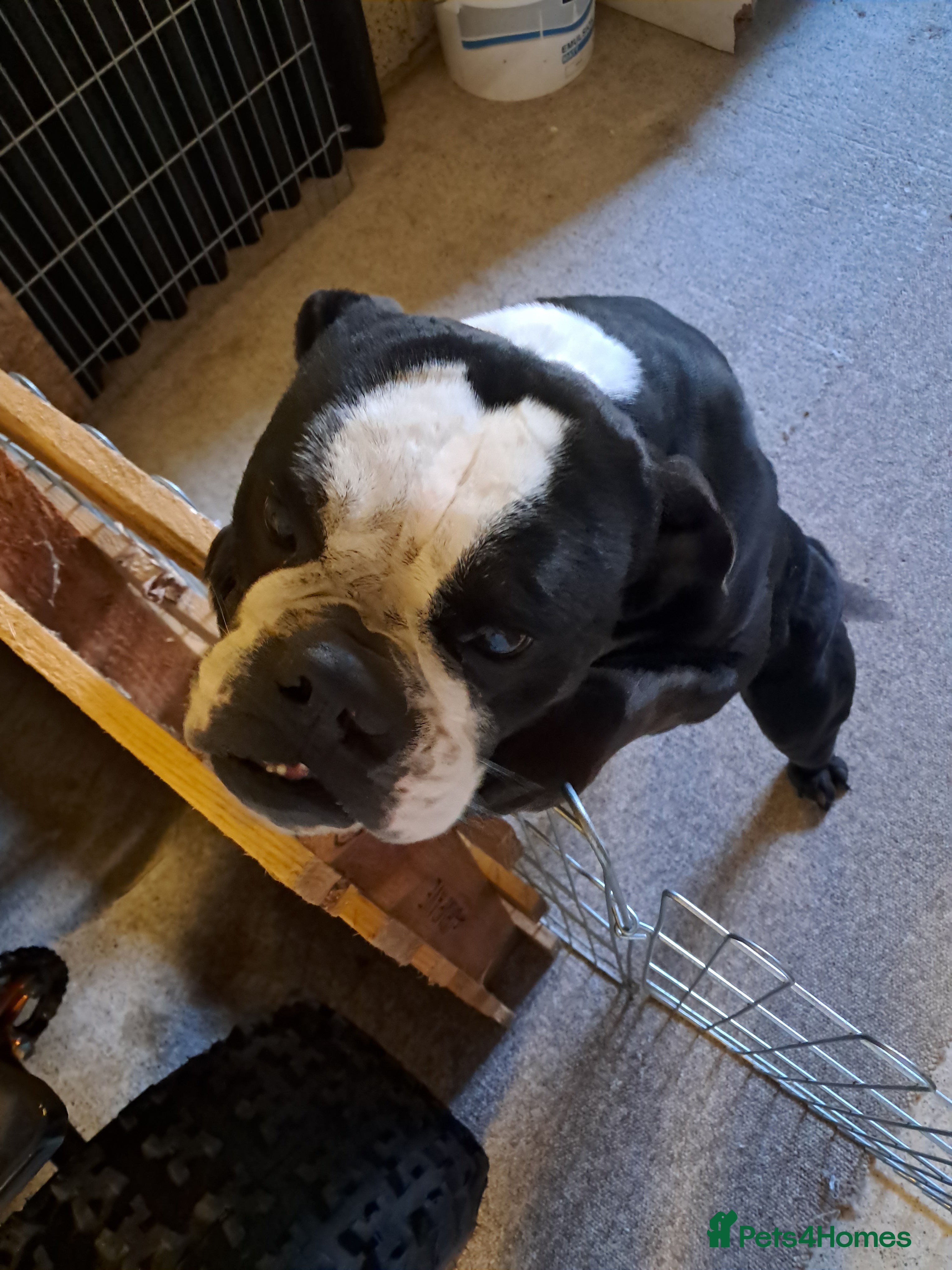 Olde English Bulldogge dogs Lily- Olde English Bulldogge  - Advert 1