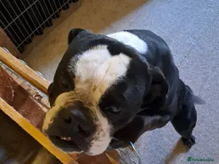 Olde English Bulldogge dogs Lily- Olde English Bulldogge - Advert 1