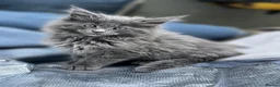 Maine Coon cats for sale: Beautiful Maine Coons tica regfrom Champion lines  - Advert 8