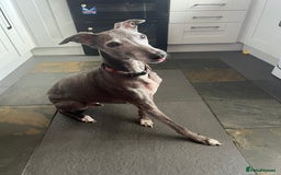 Mixed Breed dogs for sale: Oscar  - Image 1