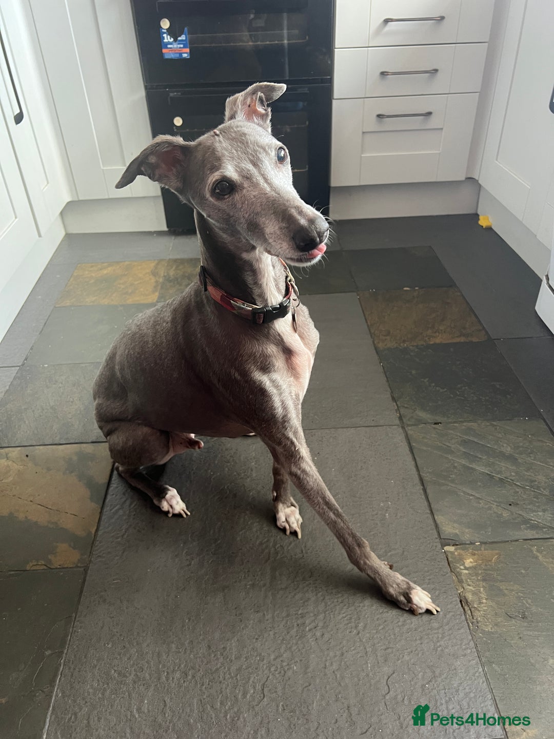 Mixed Breed dogs for sale: Oscar  - Image 1