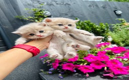 British Shorthair cats for sale: Gorgeous Golden & Blue Golden. Ready now! - Image 13
