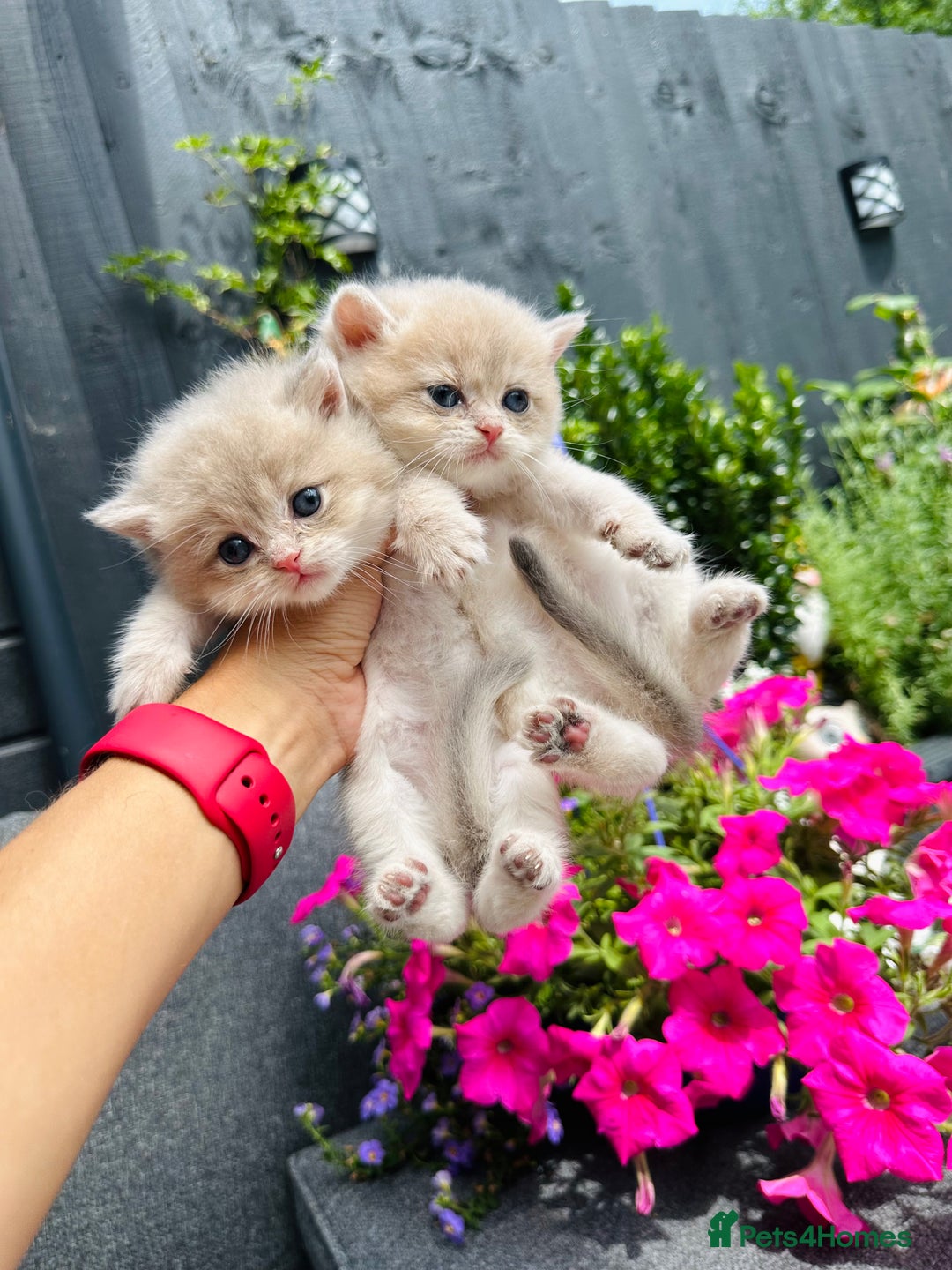 British Shorthair cats for sale: Gorgeous Golden & Blue Golden. Ready now! - Image 13