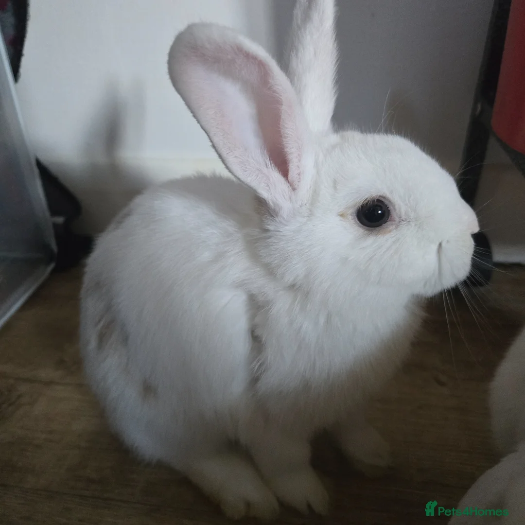 Mixed Breed rabbits for sale: 2 FEMALE BONDED MIXED BREEDS - Advert 2