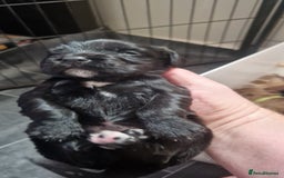 Cocker Spaniel dogs for sale: Cocker Puppies - Image 5