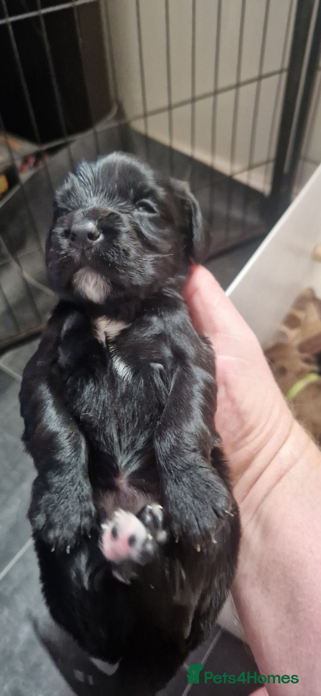 Cocker Spaniel dogs for sale: Cocker Puppies - Image 5