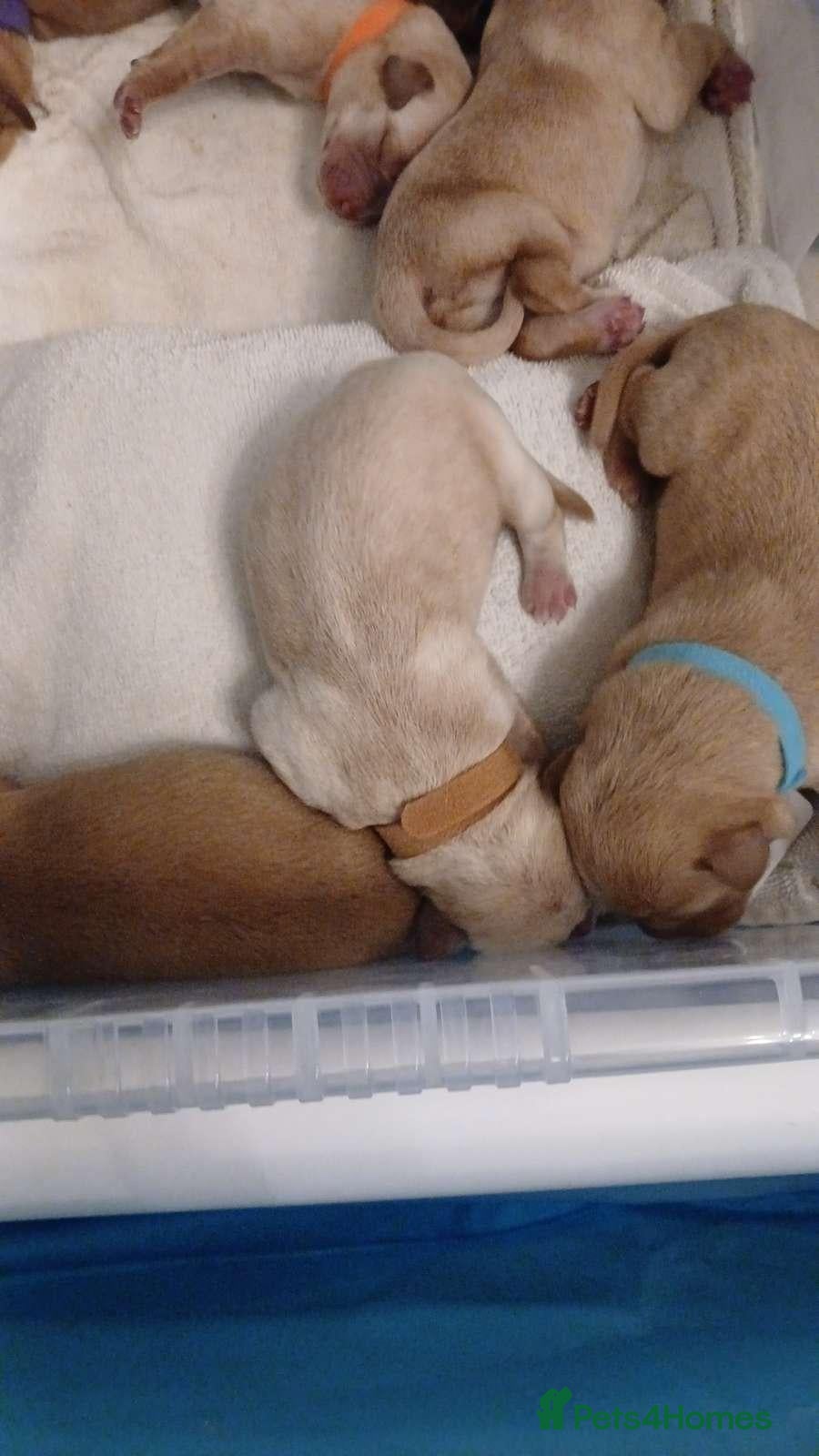 Labrador Retriever dogs Red/Golden Labrador puppies - Advert 2