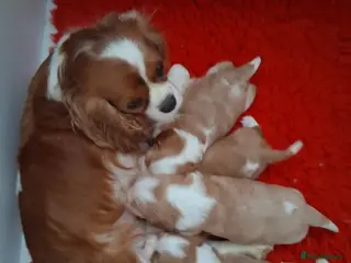Cavalier King Charles Spaniel dogs Outstanding Quality PURE Cavalier King Charles - Advert 1