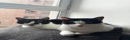 American Shorthair cats for sale: MOTHER CAT Orea - Advert 7