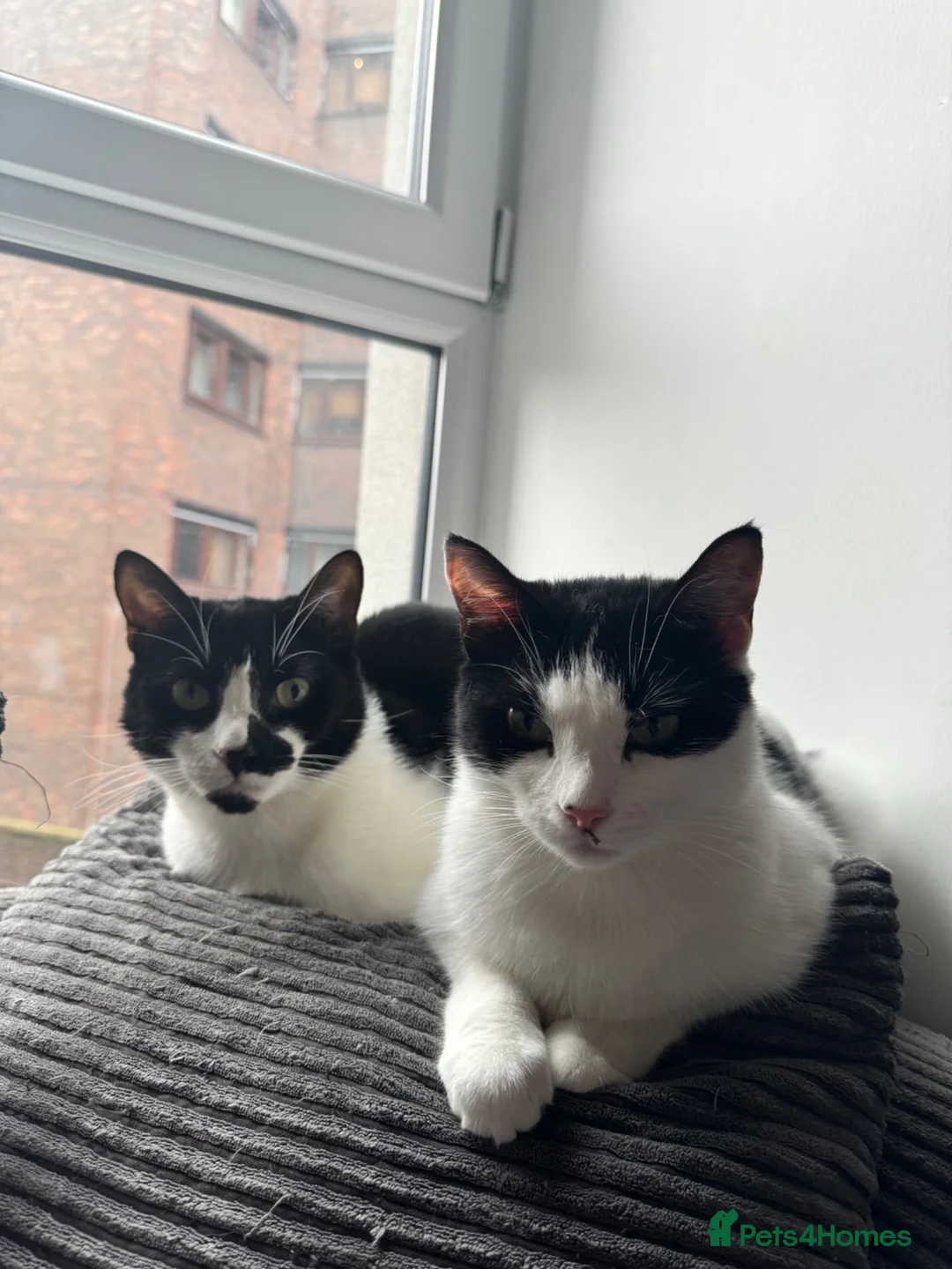 American Shorthair cats for sale: MOTHER CAT Orea - Advert 7