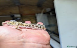 Leopard Gecko reptiles for sale: High end leopard geckos and red ackie monitor  - Image 8