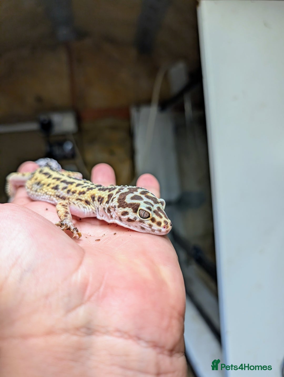 Leopard Gecko reptiles for sale: High end leopard geckos and red ackie monitor  - Image 8