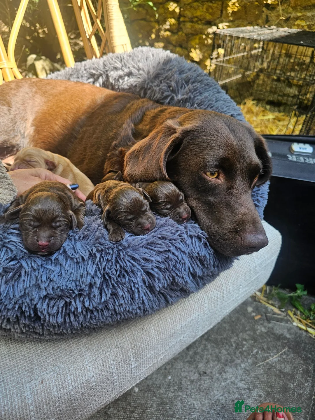 Cockerdor dogs for sale: Cockerdor Puppies in Yeovil - Advert 1